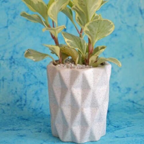 Checkered White Planter Checkered White Planter