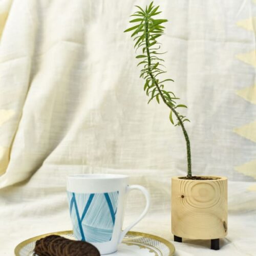Circular Planter - Pine Wood Circular Planter - Pine Wood