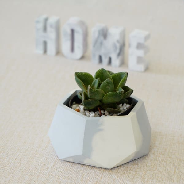 Hexagonal Concrete Planter Hexagonal Concrete Planter